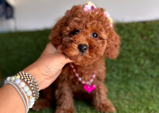 Toy Poodle Bebeklerimiz Yeni Yuvasına Gitmeye Hazırlar